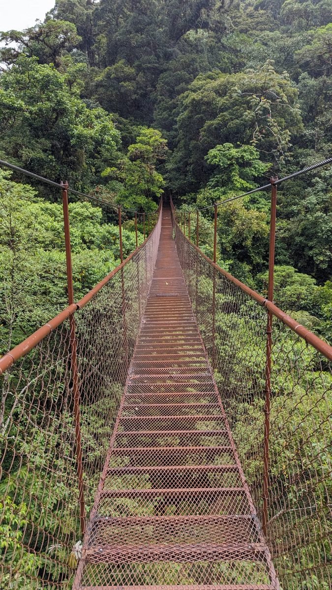 Długi stalowy most wiszący nad lasem deszczowym na trasie Boquete Tree Trek