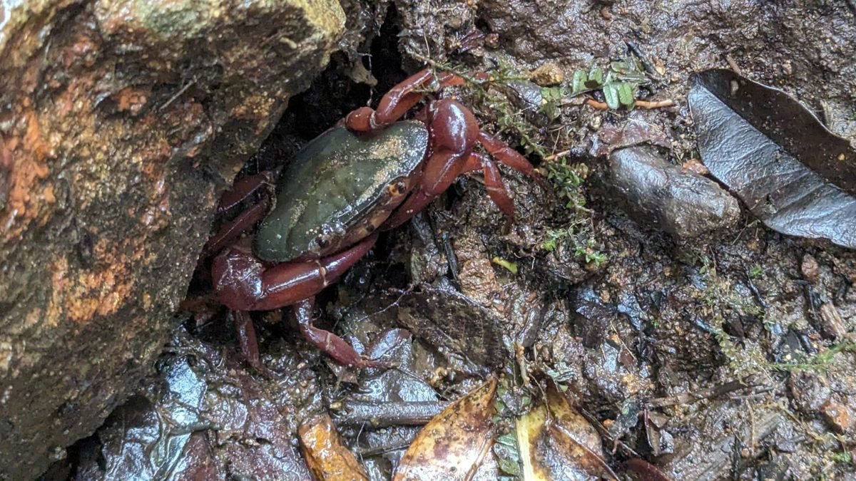 Czerwonawy krab wśród mokrych kamieni i liści w lesie na szlaku El Pianista