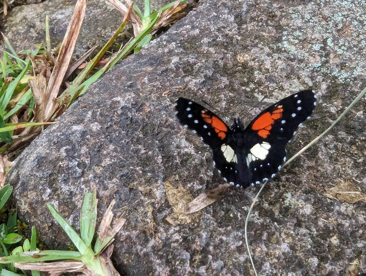 Biało-brązowy motyl na trawie przy szlaku El Pianista