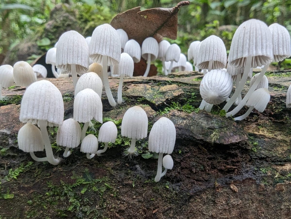 Kępa grzybów z białymi kapeluszami na pniu w lesie na szlaku Cerro Gaital
