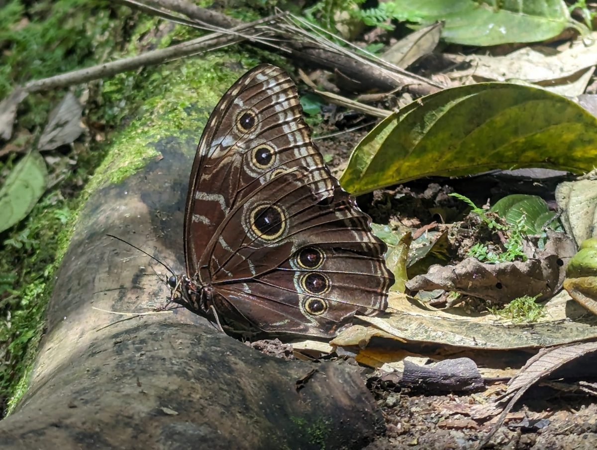 Motyl z oczkami na brązowych skrzydłach na leśnej ściółce pod Cerro Gaital