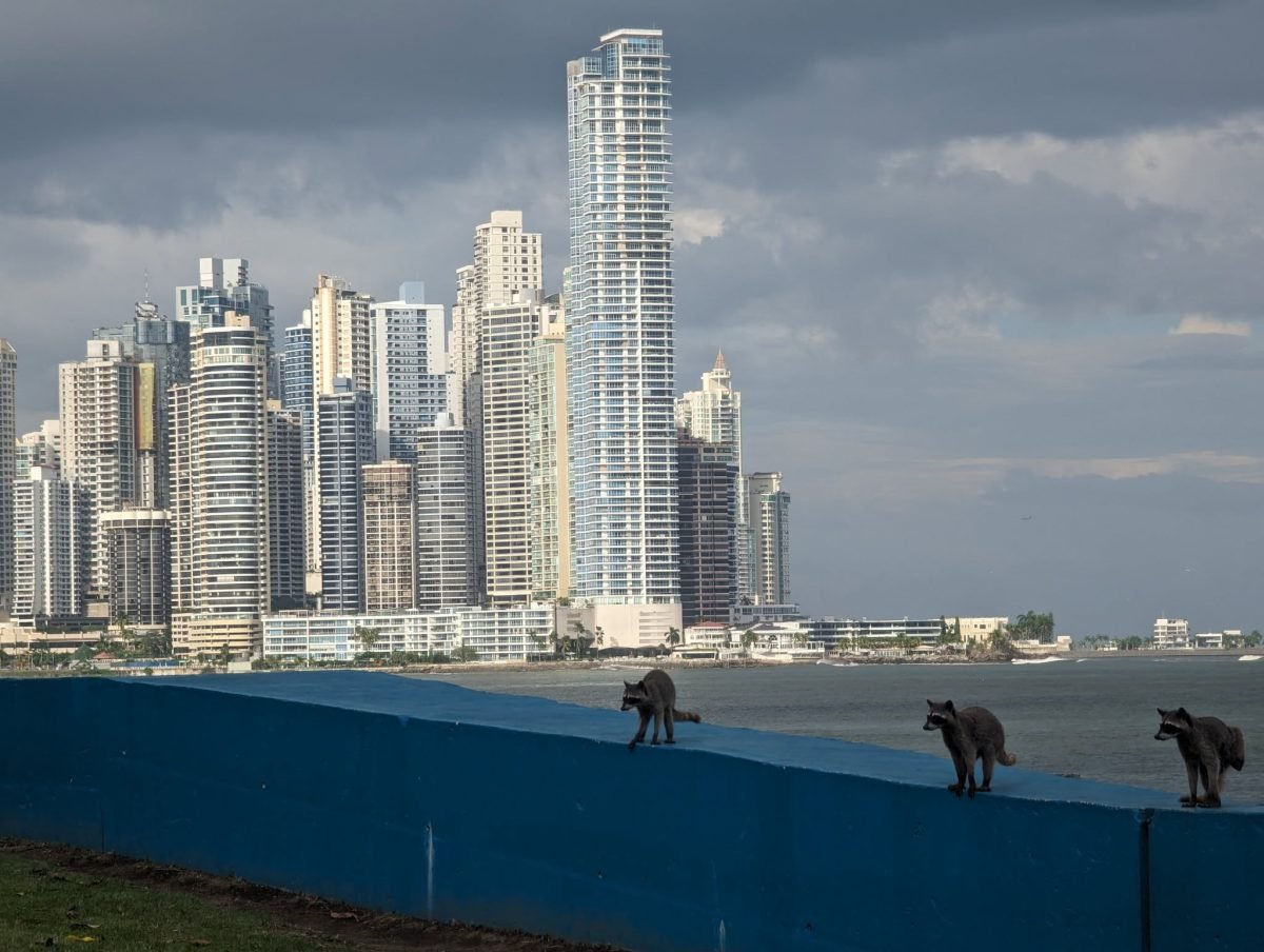 Szopy pracze na murku nad zatoką przy deptaku Cinta Costera, w tle wieżowce Panama City