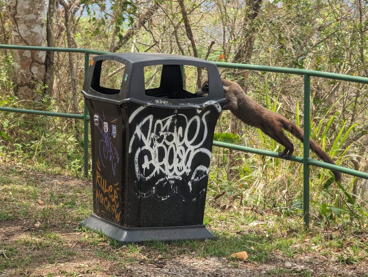 Ostronos wspinający się na kosz na śmieci przy barierce w parku w Panama City
