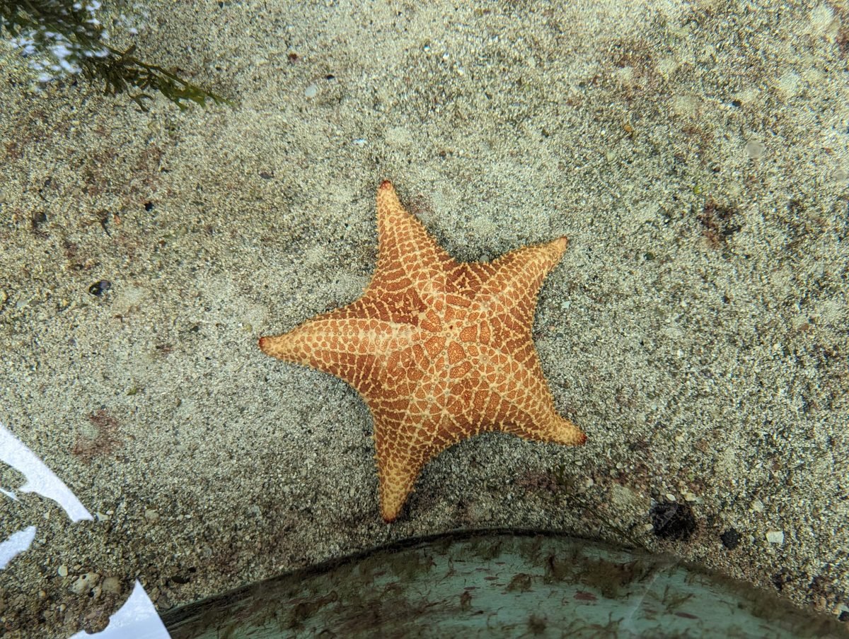 Pomarańczowa rozgwiazda w płytkim basenie w Centro Natural Punta Culebra