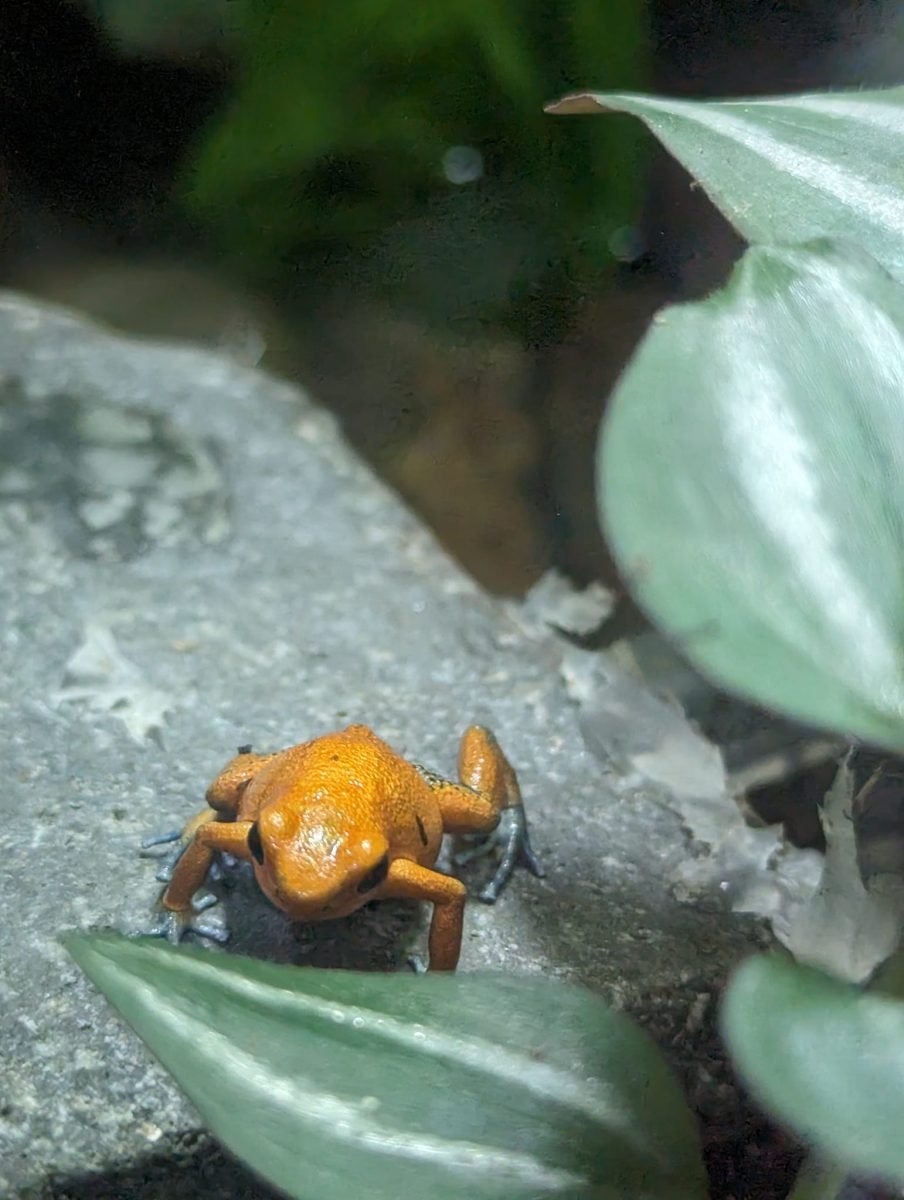 Mała pomarańczowa żabka na kamieniu w terrarium w Centro Natural Punta Culebra