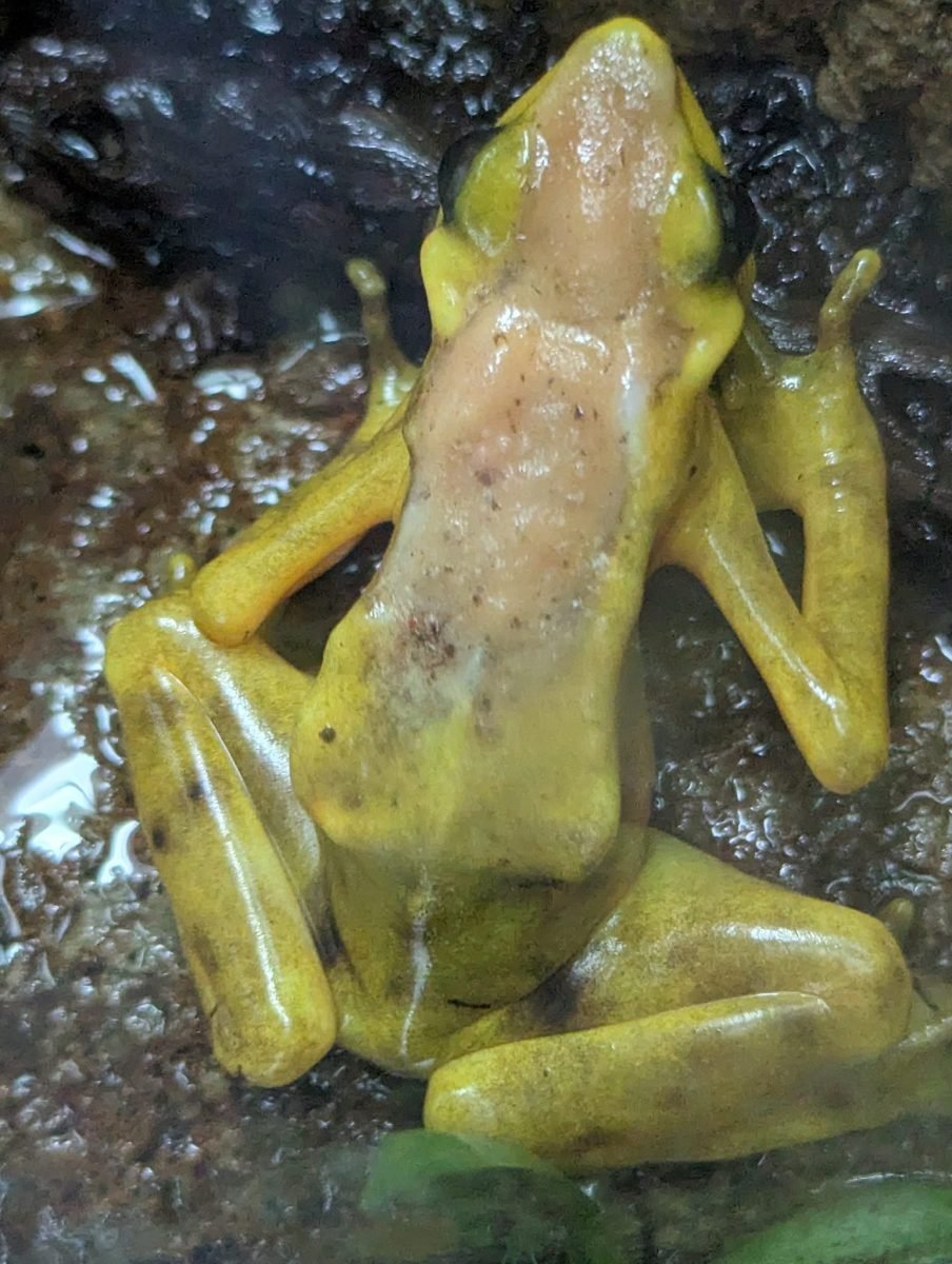 Żółta żaba na kamieniu w terrarium w Centro Natural Punta Culebra