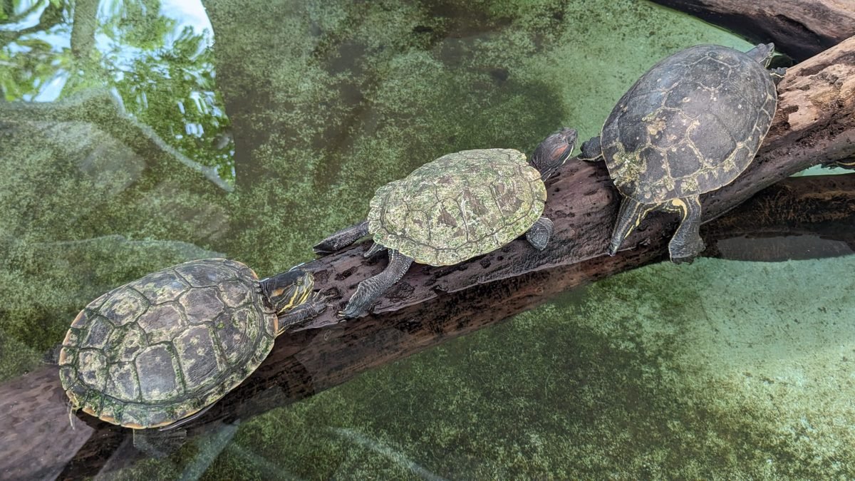 Trzy żółwie wygrzewające się na pniu nad wodą w Centro Natural Punta Culebra