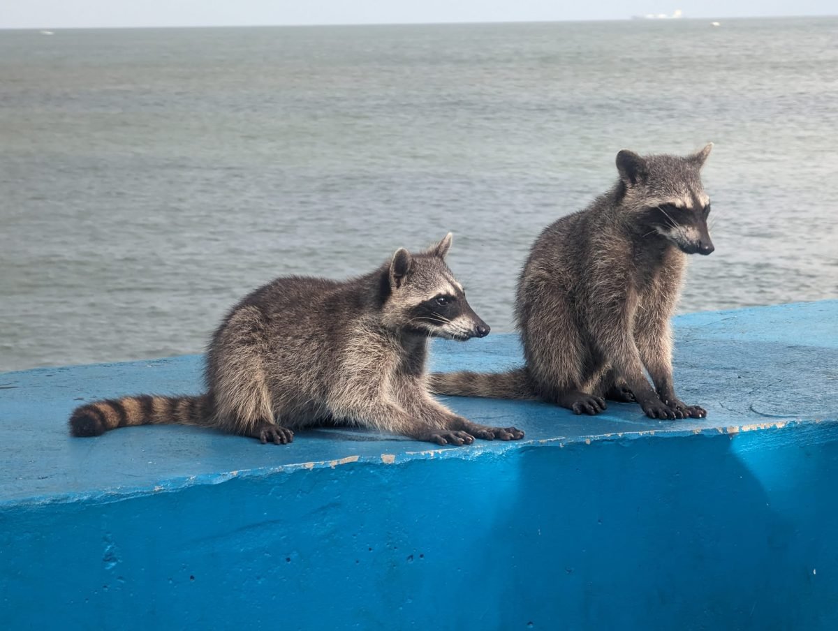 Dwa szopy pracze na niebieskim murku nad zatoką w Panama City