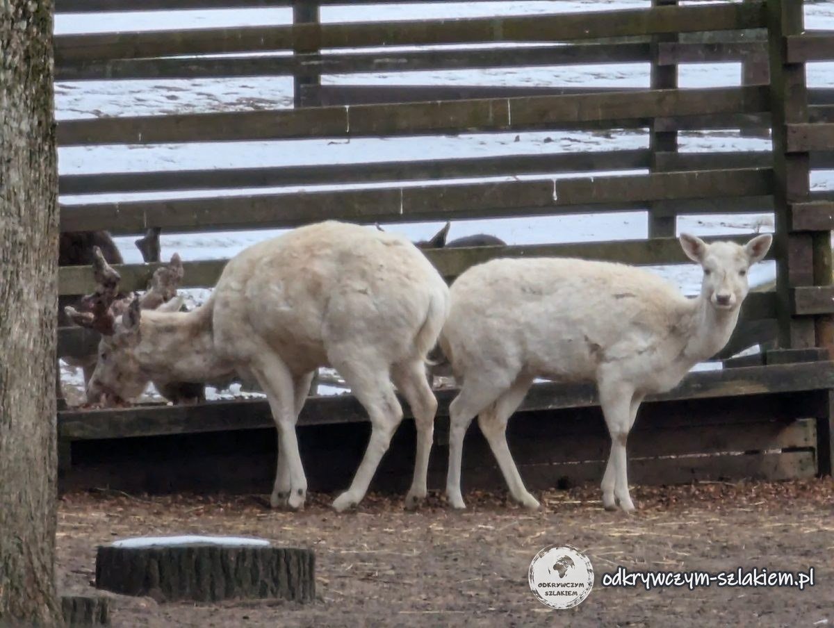 Zwei weiße Damhirsche in einem Gehege im Akcent ZOO in Białystok