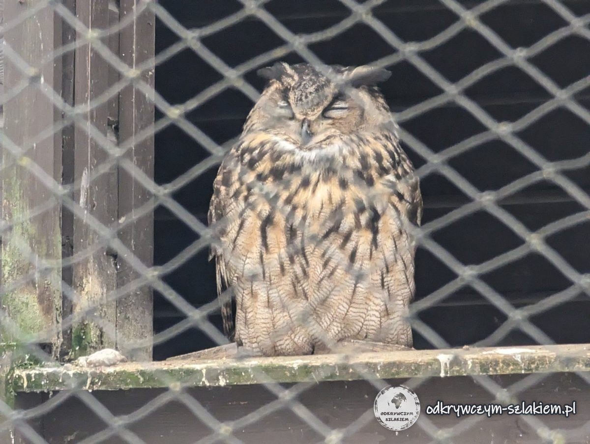 Uhu in einer Voliere im Akcent ZOO in Białystok
