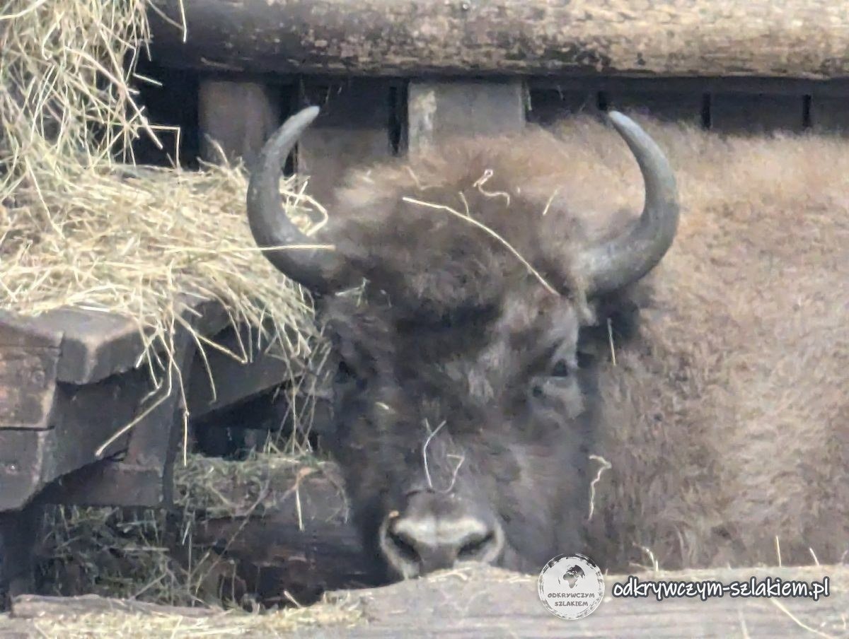 Wisent liegt am Heu unter einem Unterstand im Akcent ZOO in Białystok