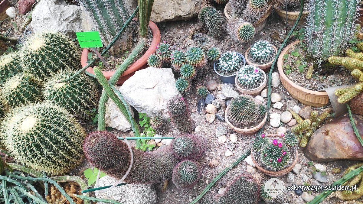 Cacti of various species in the desert pavilion of the Poznań Palm House