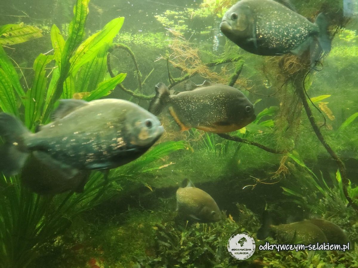 Piranhas in an aquarium among green water plants in the Poznań Palm House