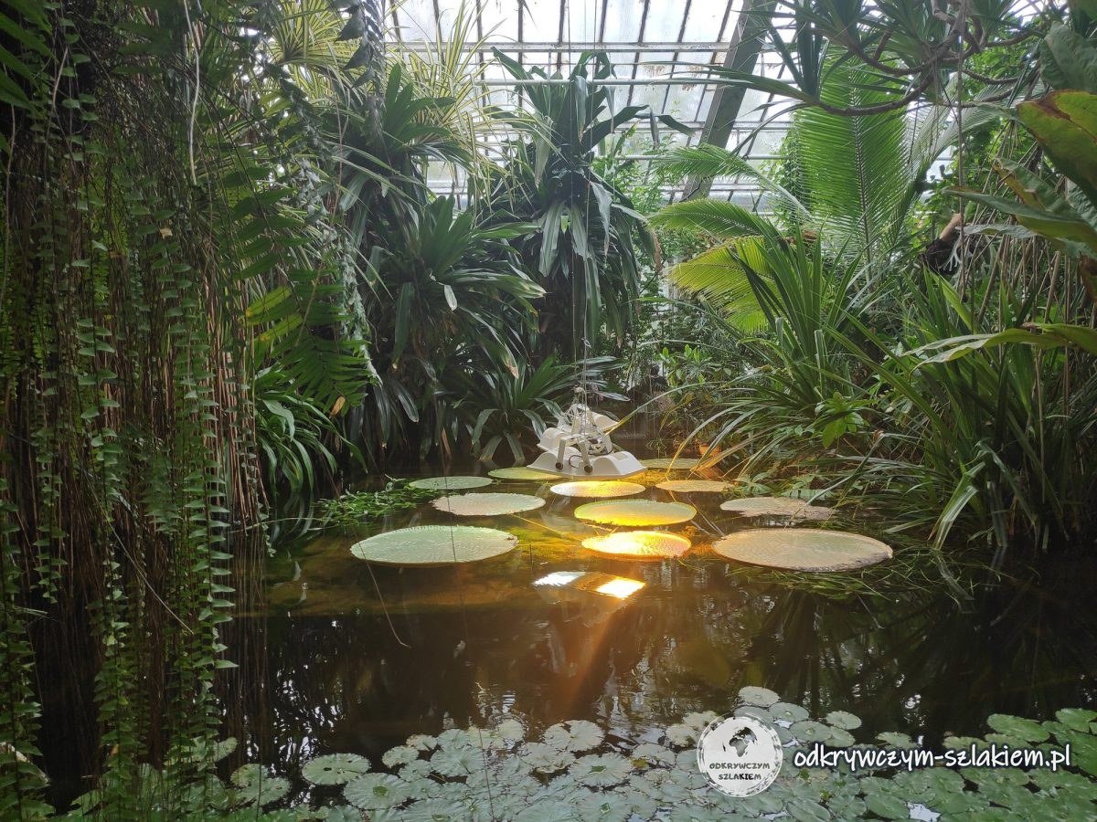 A pond with round Victoria water lily leaves among palms in the Poznań Palm House
