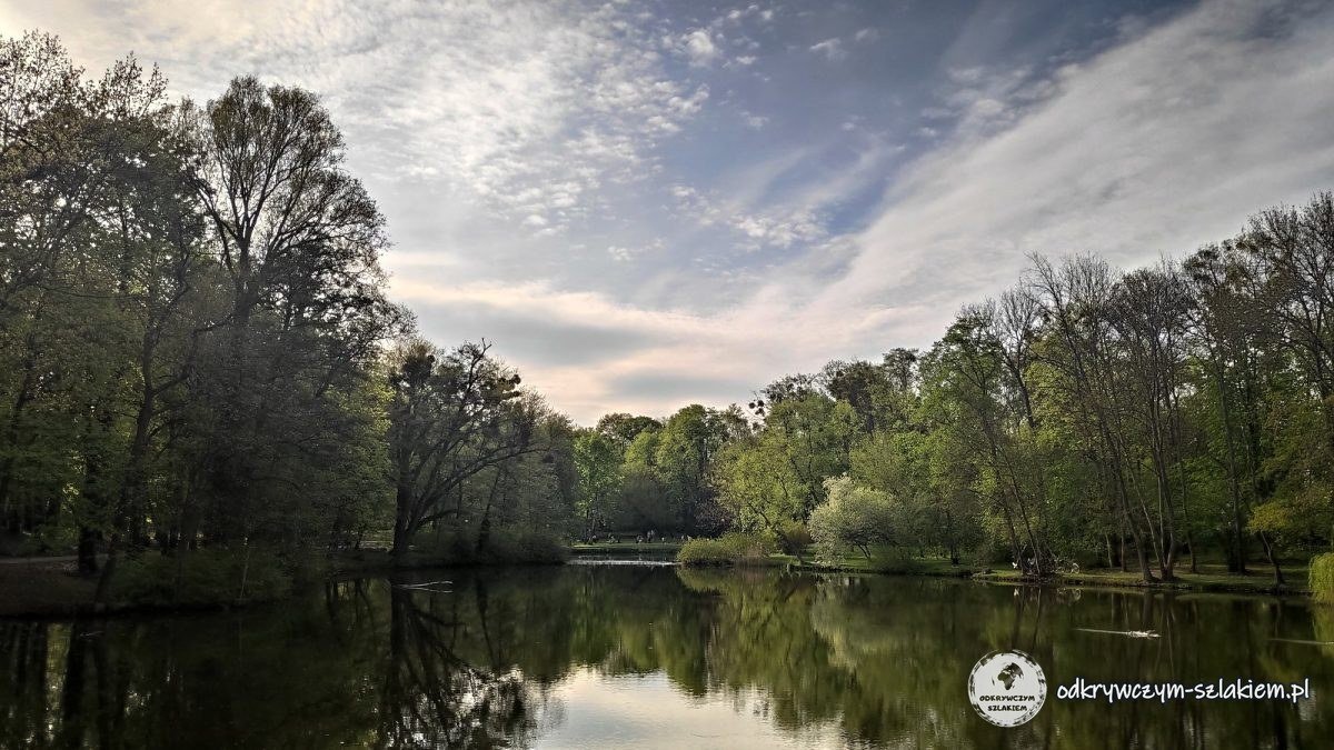 A pond in Sołacki Park in Poznań surrounded by trees in fresh May green