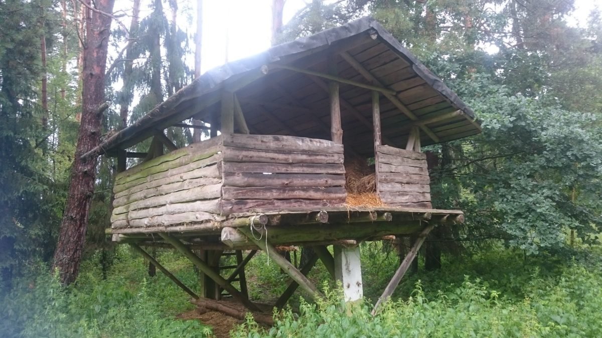 Drewniana ambona myśliwska w lesie
