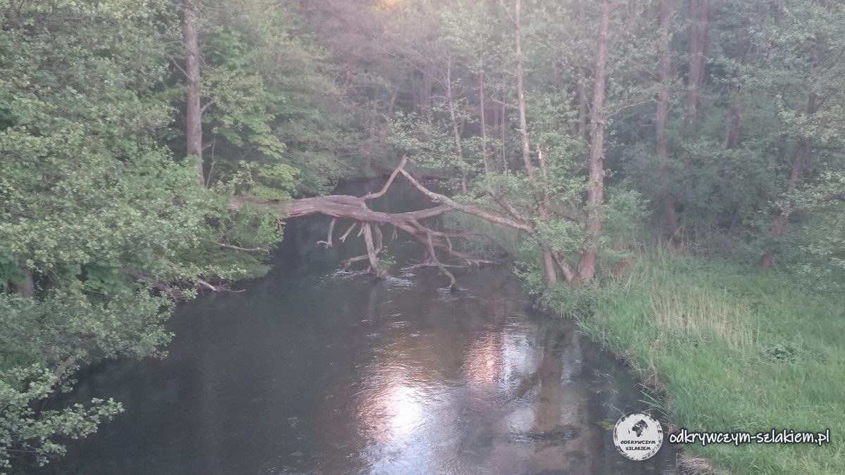 Leśna rzeka ze zwalonym drzewem nad wodą wieczorem