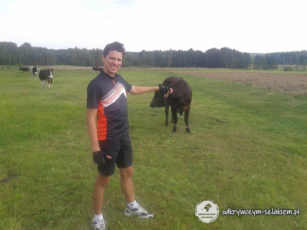 Maciek im Radtrikot neben einer braunen Kuh auf der Weide
