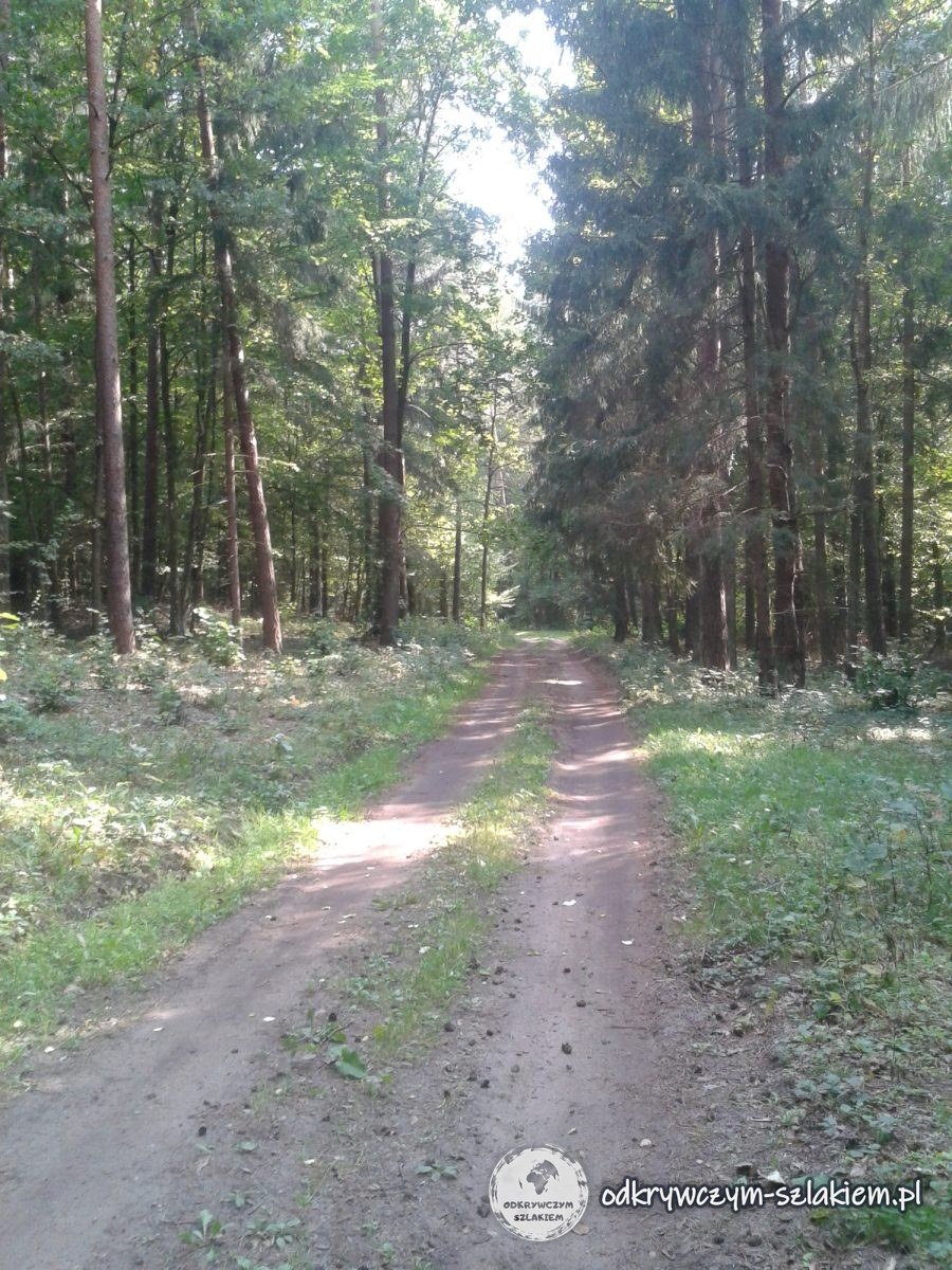 Gerader Waldweg durch den Knyszyner Wald