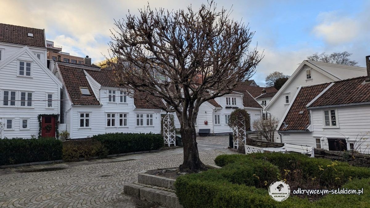 Białe drewniane domy i bezlistne drzewo na placyku w Gamle Stavanger zimą