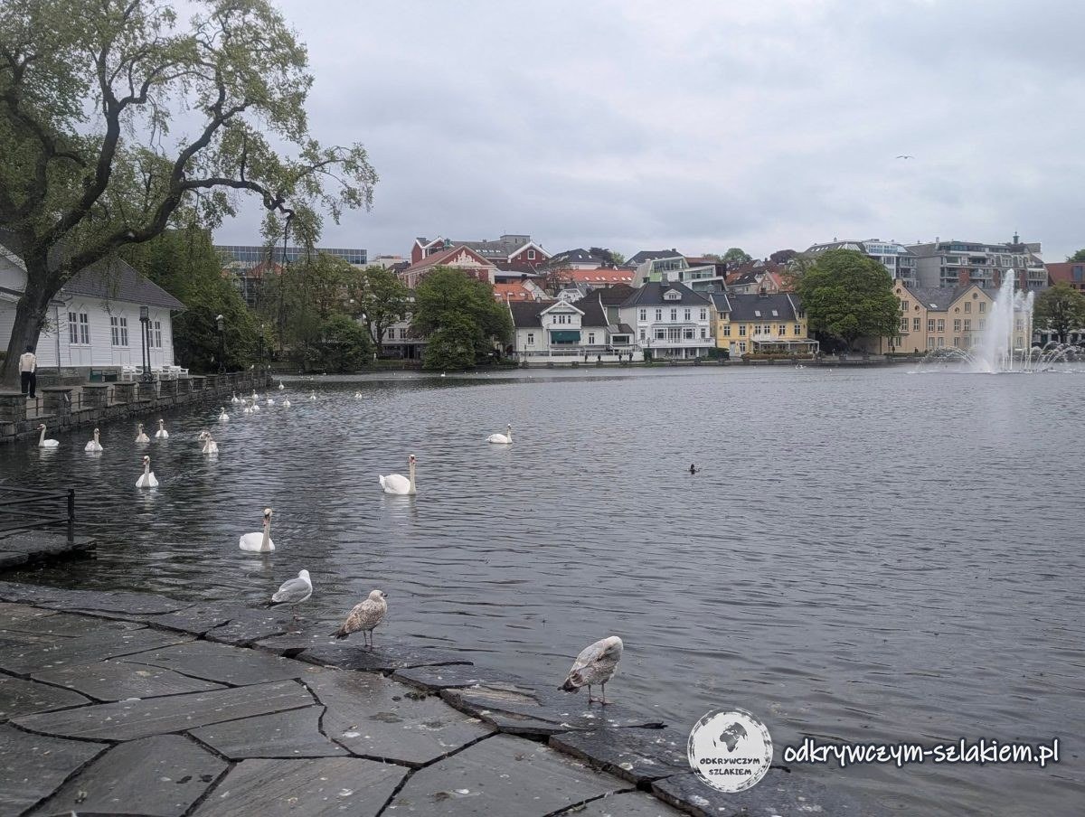 Łabędzie i mewy przy brzegu jeziora Breiavatnet z fontanną w centrum Stavanger
