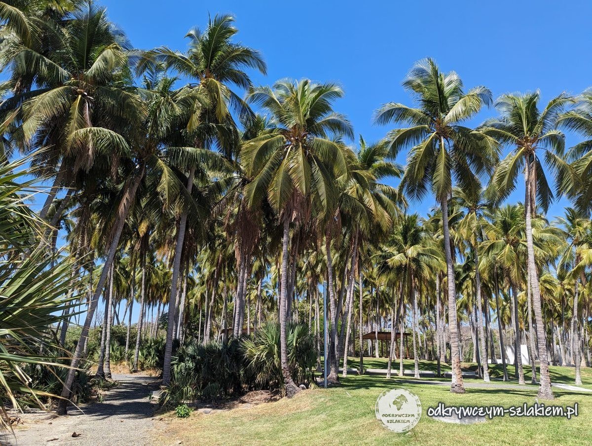 Gaj kokosowych palm nad Pacyfikiem w Salwadorze