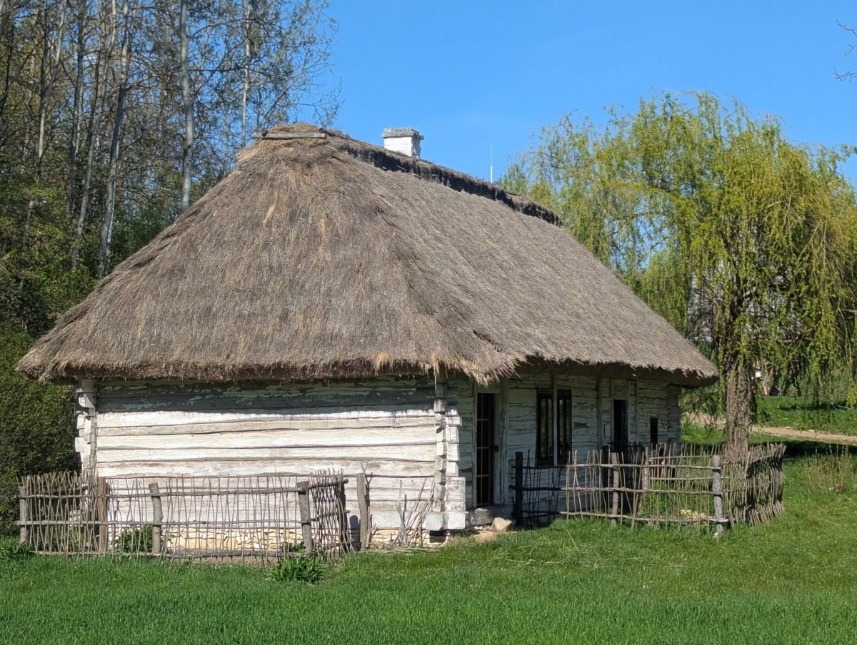 Bielona chata kryta strzechą pod płaczącą wierzbą w skansenie w Tokarni
