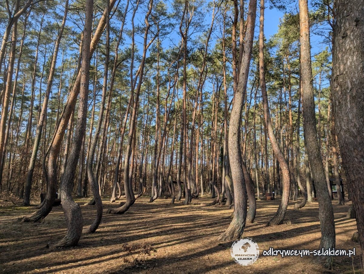 Hileras de pinos con troncos curvados en el Bosque Torcido cerca de Gryfino