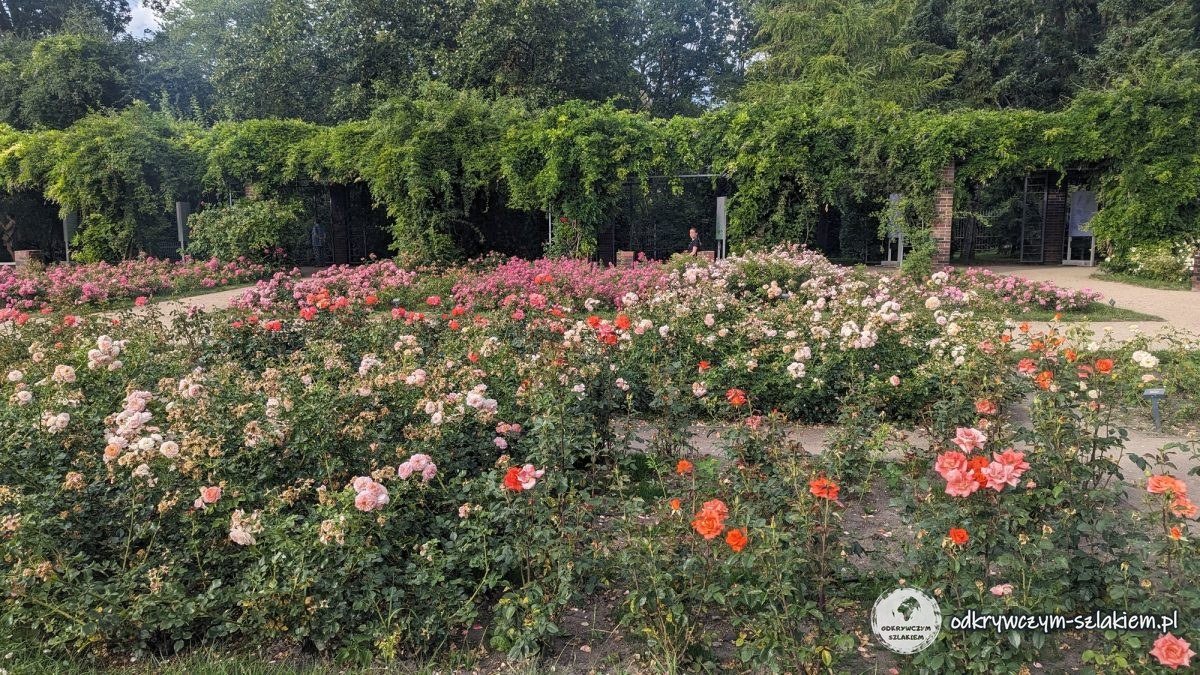 Parterres de rosas en flor en la rosaleda del parque Kasprowicz, al fondo una pérgola cubierta de verde