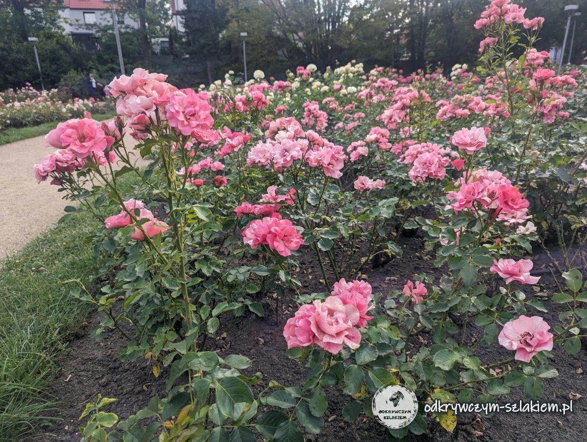 Un rosal de rosas rosas en plena floración en la rosaleda de Szczecin