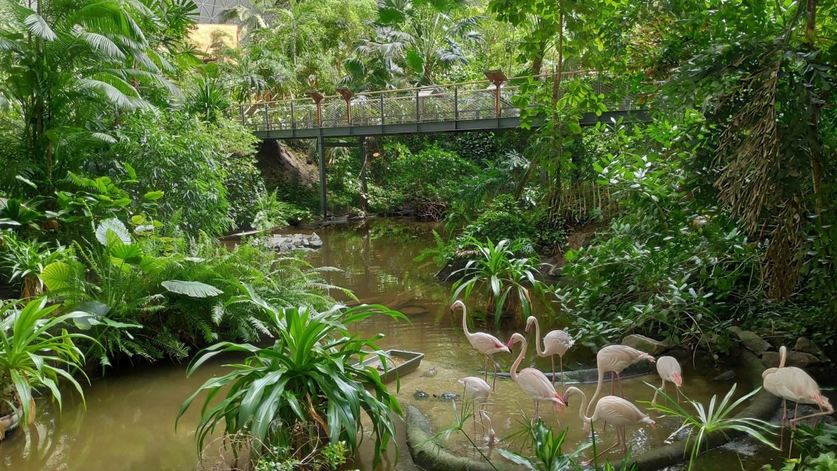 Flamingi nad strumieniem w tropikalnym lesie – Tropical Islands