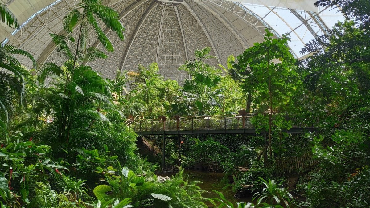 Tropikalny las pod kopułą hali z wiszącym mostkiem – Tropical Islands