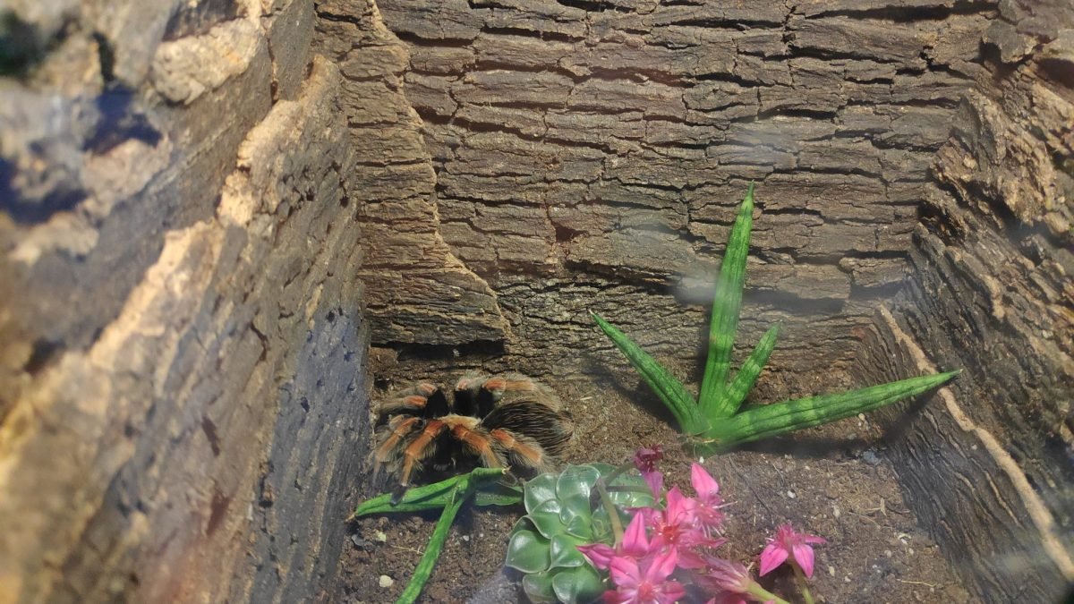 Pająk ptasznik wśród skał i roślin – Tropical Islands