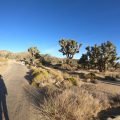 Poranek na kempingu w Parku Narodowym Joshua Tree
