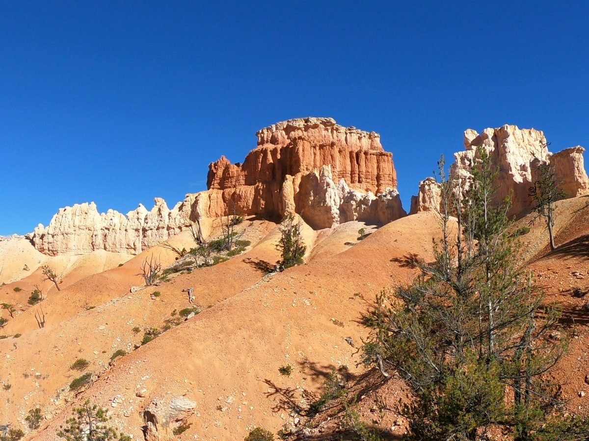 Iglice skalne i sosny w Parku Narodowym Bryce Canyon