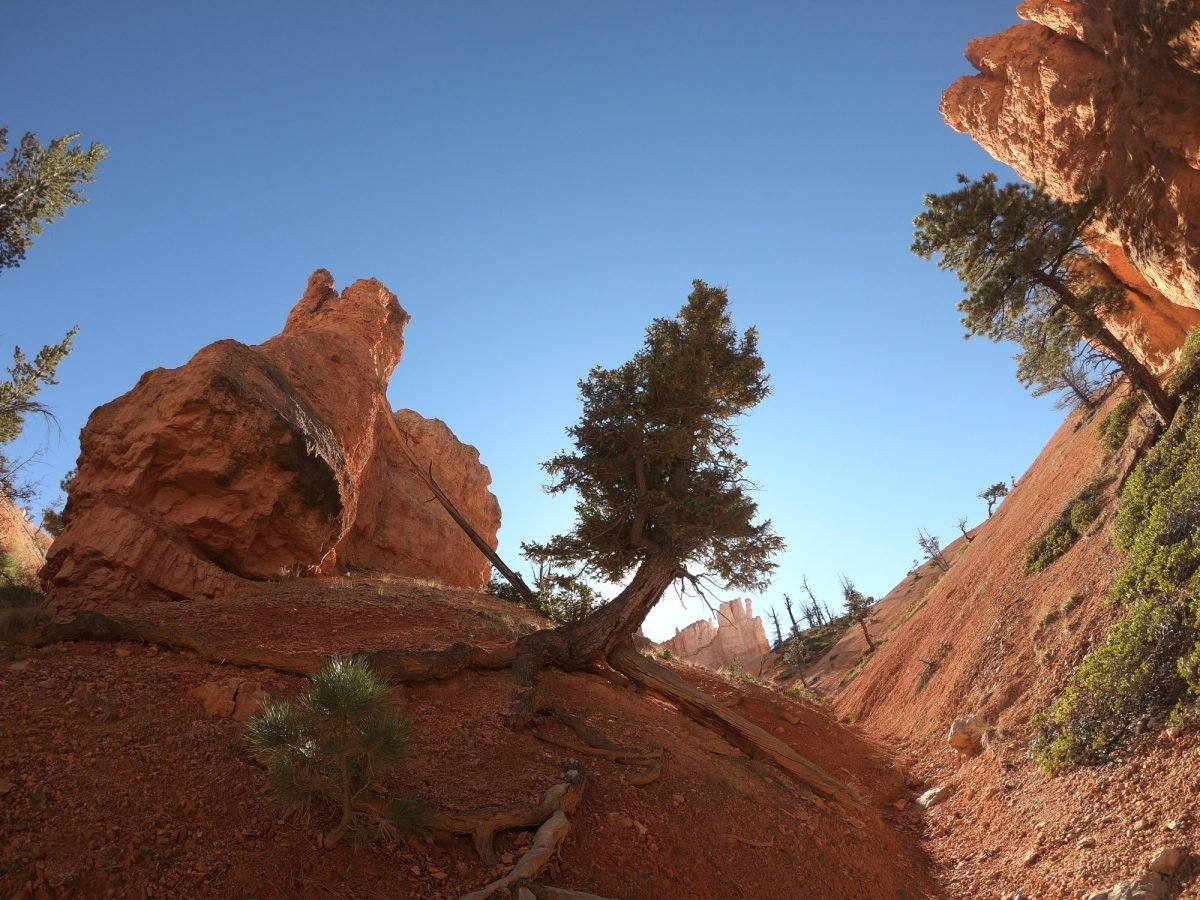 Sosna i skalna iglica na szlaku w Bryce Canyon