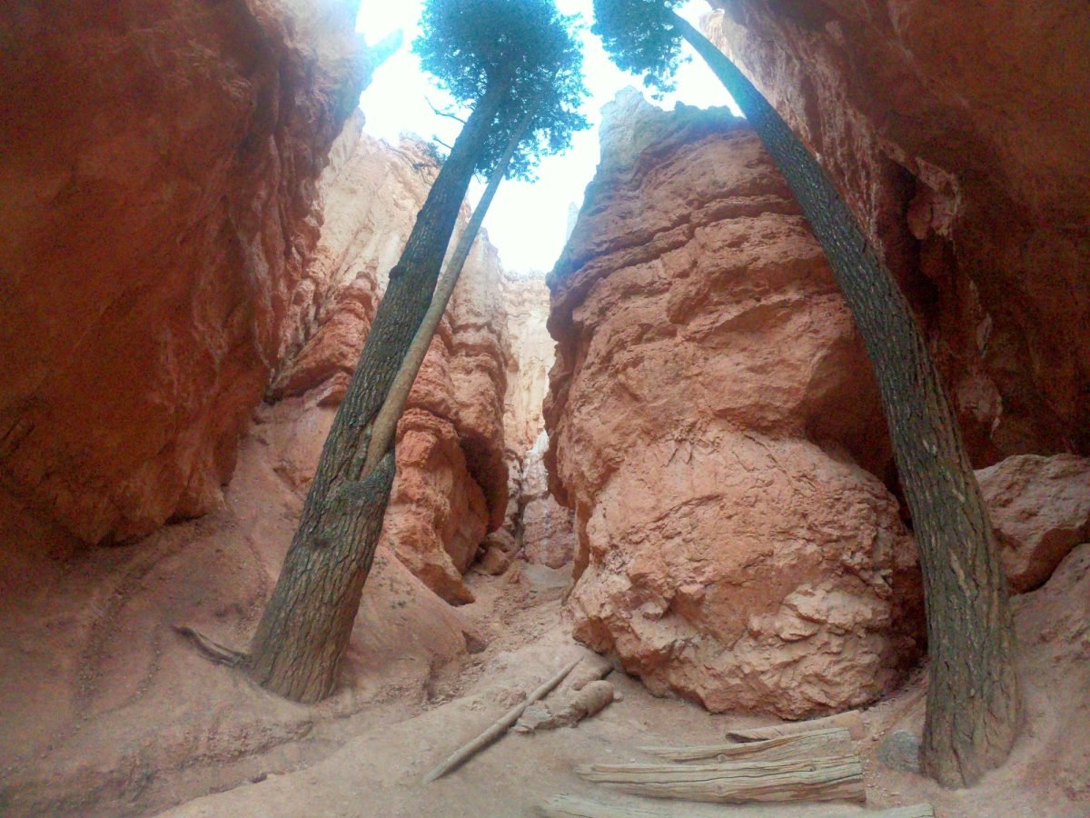 Wysokie drzewa w wąwozie Wall Street na szlaku Navajo Loop w Bryce Canyon