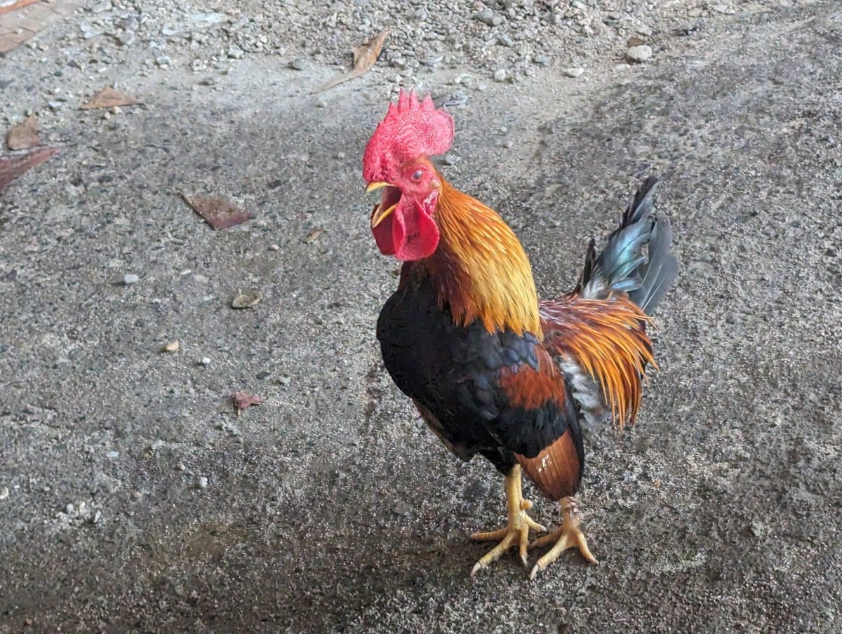 Kolorowy kogut na drodze na Utili