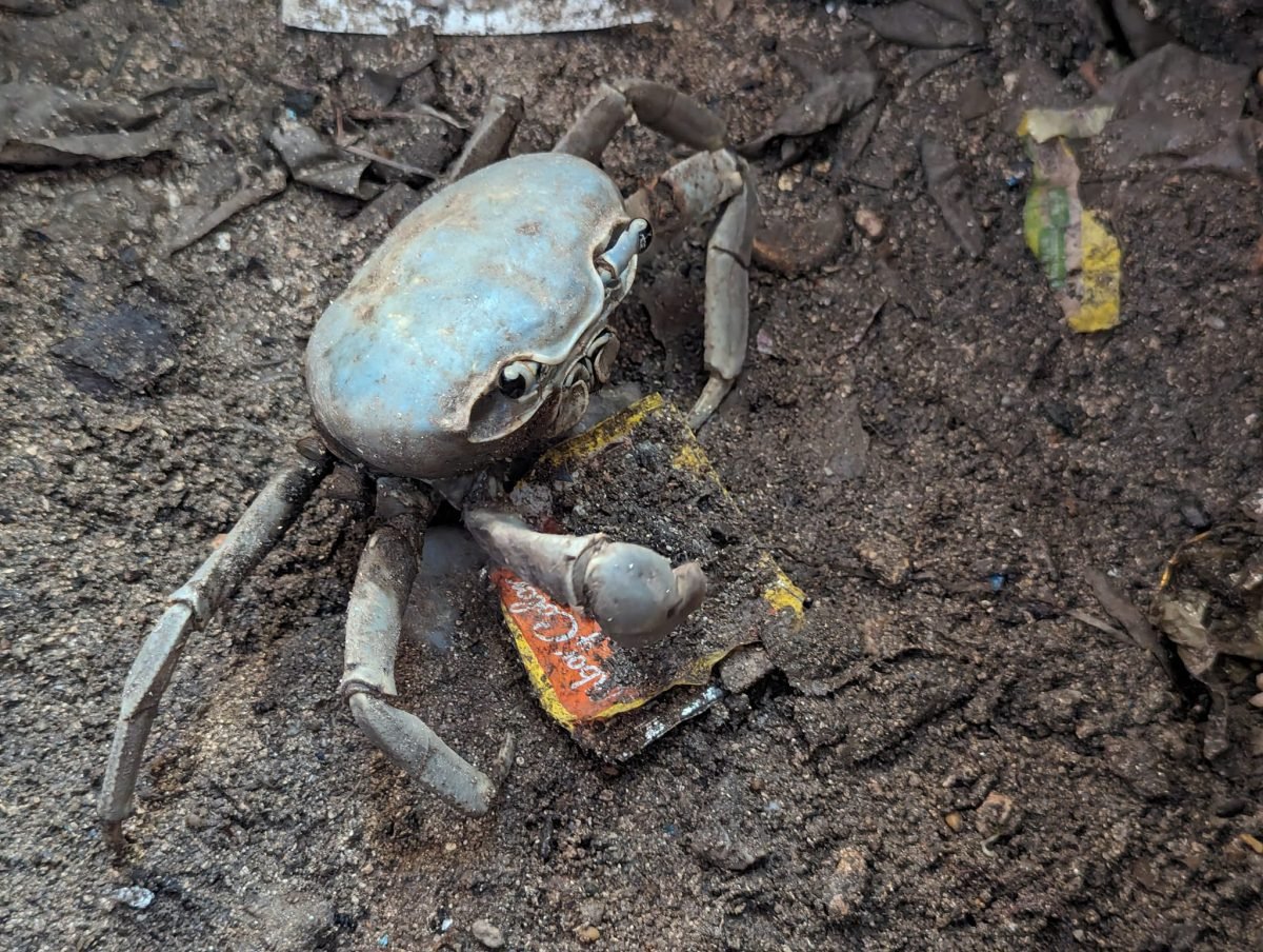 Niebieskoszary krab lądowy na ziemi na Utili