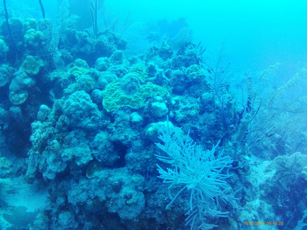 Koralowce i gorgonie na rafie przy wyspie Utila