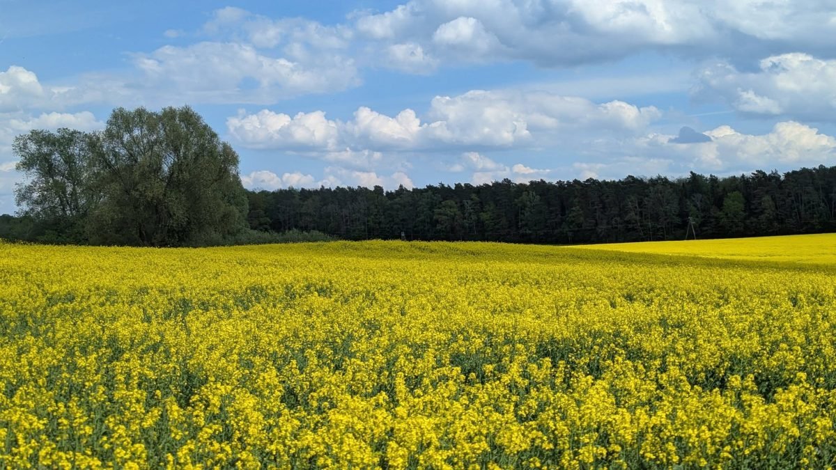 Kwitnące pole rzepaku przy trasie z Kętrzyna