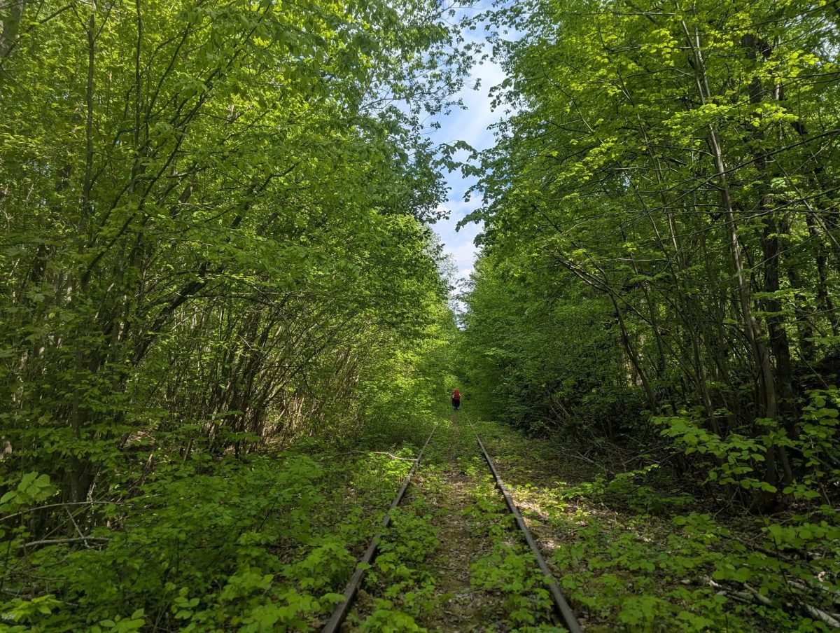 Zarośnięte tory kolejowe w tunelu z drzew