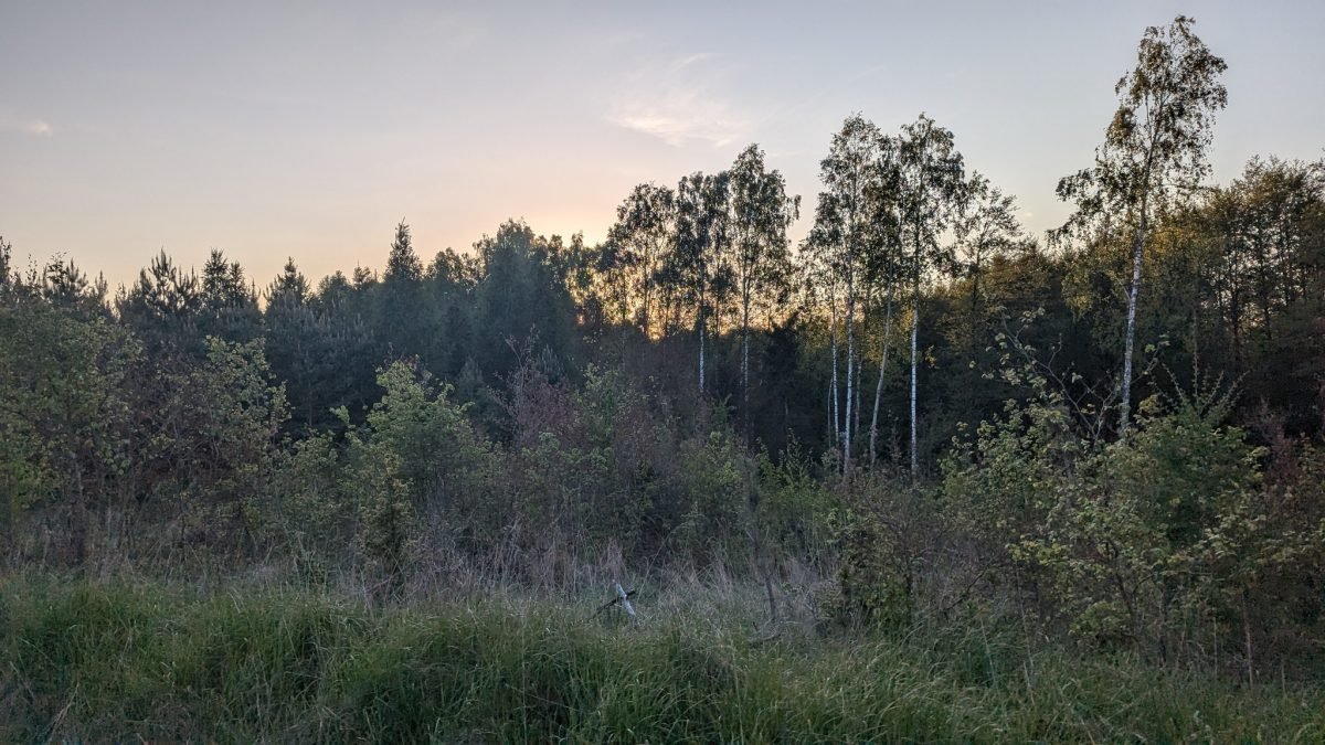Zmierzch nad lasem i łąką podczas wieczornego marszu