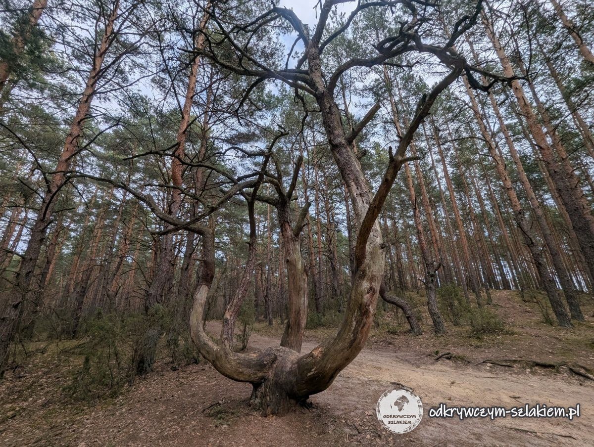 Un pino retorcido sobre una duna de arena en el bosque de Kampinos