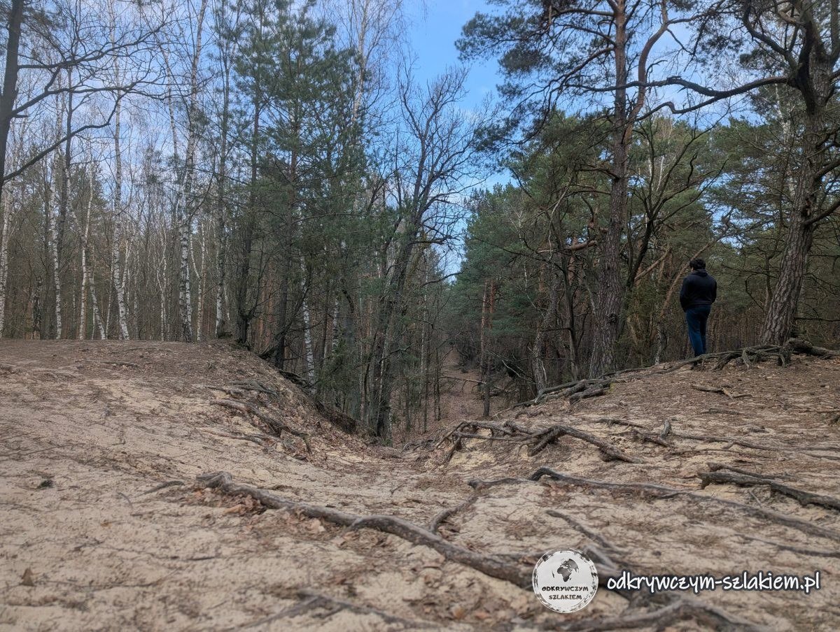 Una duna de arena con raíces de pino en un sendero del Parque Nacional de Kampinos