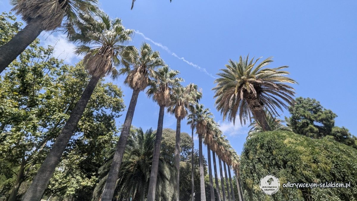 Palmy w Jardines del Real (Viveros) w Walencji