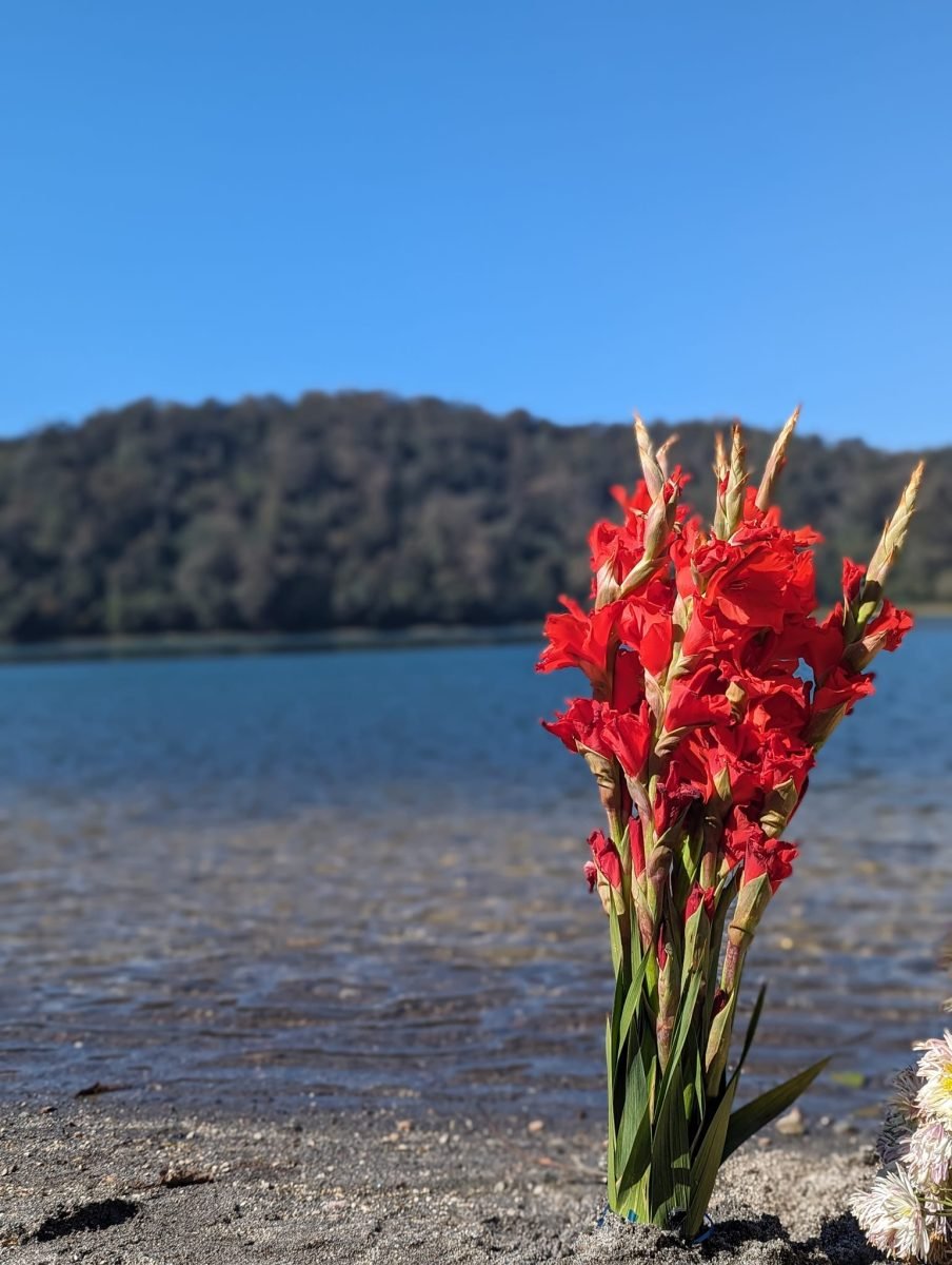 Czerwone mieczyki wbite w piasek na brzegu laguny Chicabal