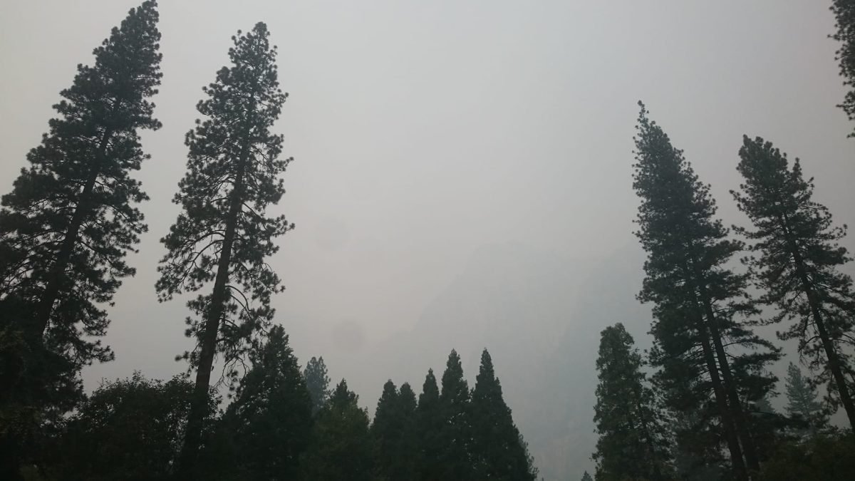 Wysokie sosny w Yosemite Village w gęstym dymie z pożaru Ferguson Fire
