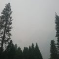 Wysokie sosny w Yosemite Village w gęstym dymie z pożaru Ferguson Fire