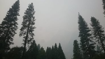 Wysokie sosny w Yosemite Village w gęstym dymie z pożaru Ferguson Fire